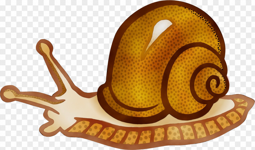 Molluscs Sea Snail Cartoon PNG