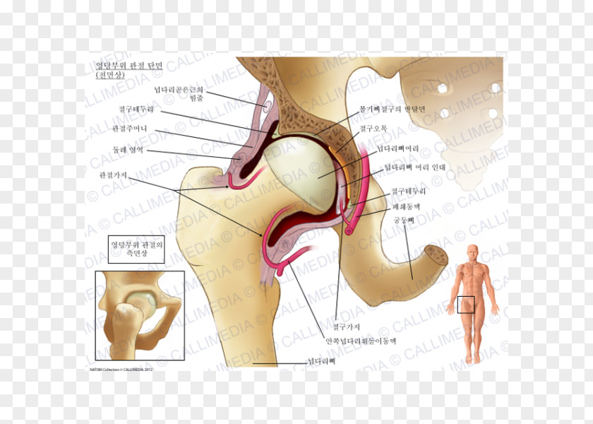 Rectus Femoris Function Anatomy Hip Bone Pelvis Muscles Of The PNG