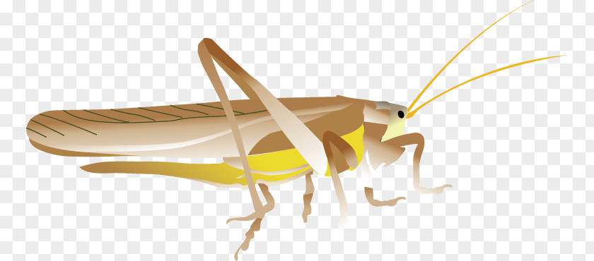 Grasshopper Vector Material Insect Euclidean Caelifera PNG