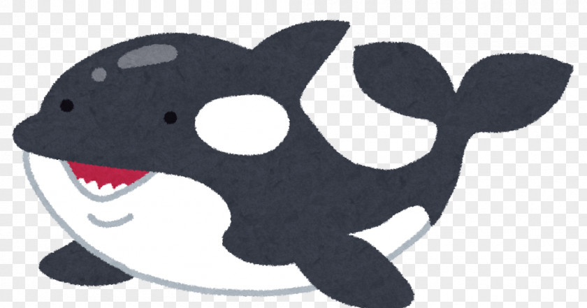 Killer Whale タヌキとキツネ Marine Mammal Earless Seal PNG