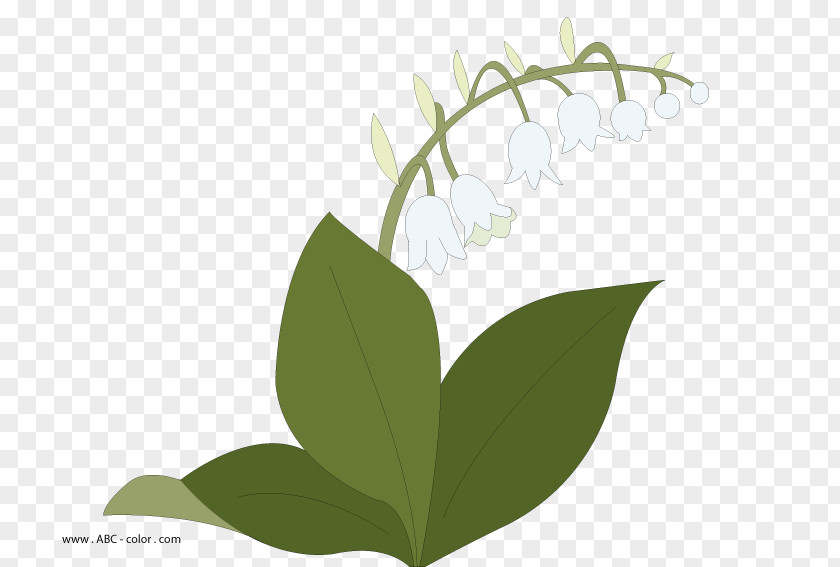 Lily Of The Valley Drawing Raster Graphics Flower Clip Art PNG