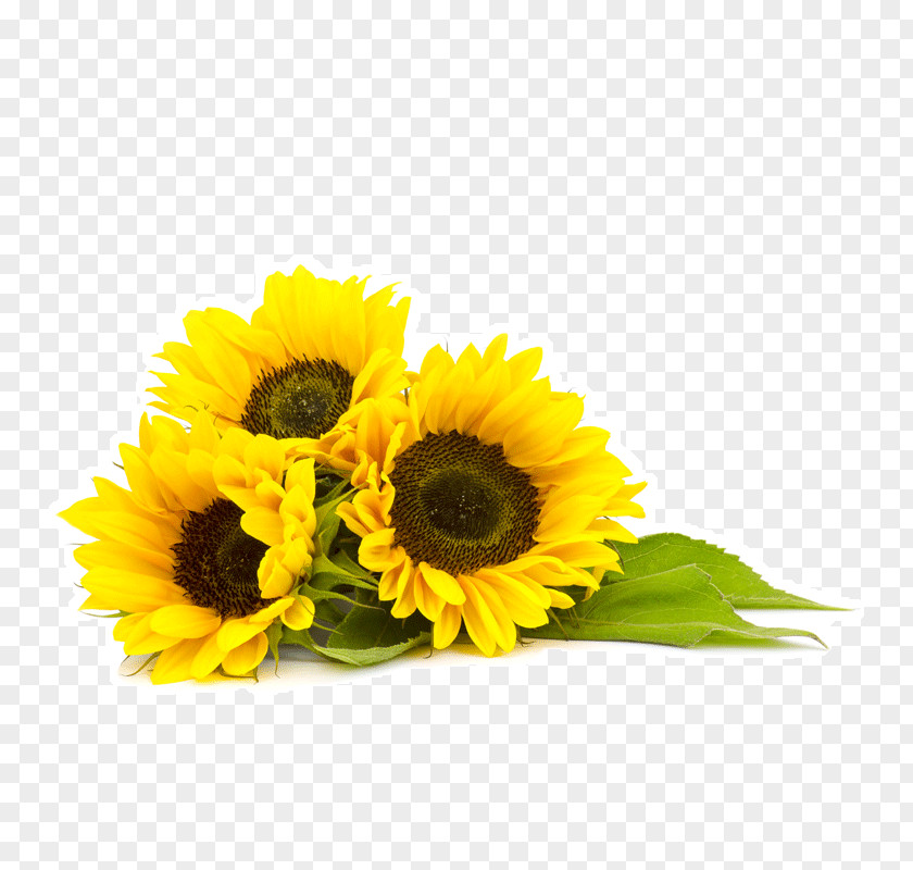 Sunflower Oil Common Organic Food Seed PNG