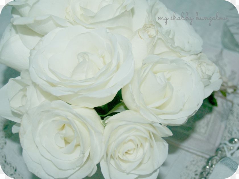 White Rose Cut Flowers Floral Design Garden Roses Flower Bouquet PNG