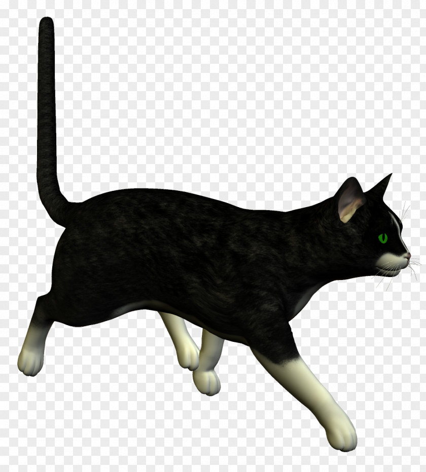 Black Cat Feral Kitten Le Chat Noir PNG