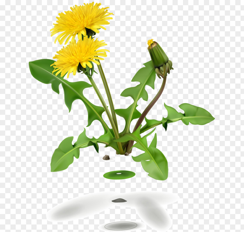 Flower Dandelion Coffee Common Leaf PNG