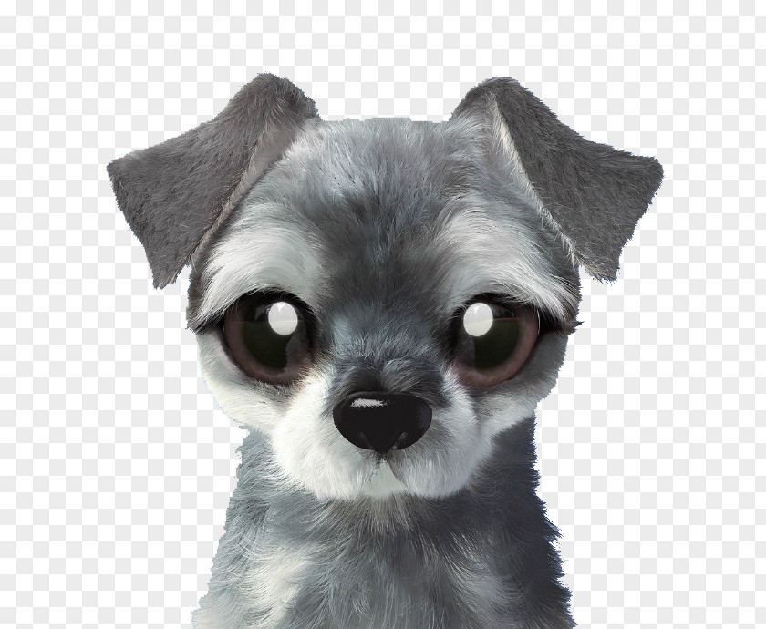Grey Puppy Chihuahua Chien-gris Dog Breed Toy PNG