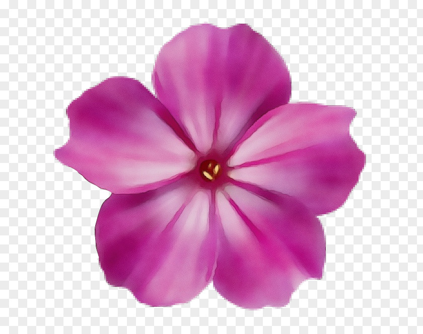 Herbaceous Plant Geranium Petal Pink Flower Violet PNG