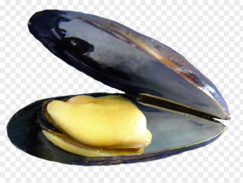 Irland Blue Mussel Clam Bouchot True Mussels PNG