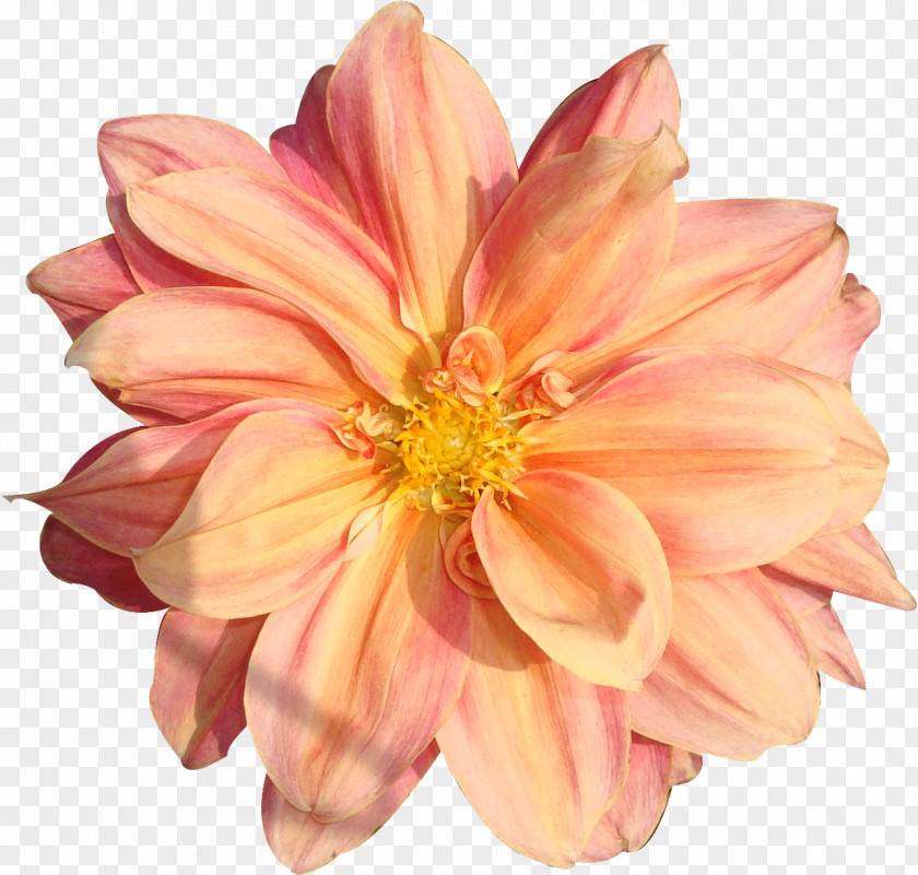 Peach Flower Rose Clip Art PNG