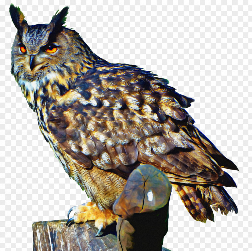 Wildlife Great Horned Owl Golden Background PNG