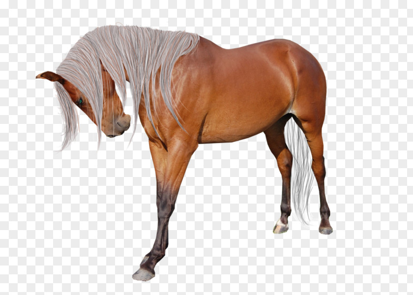 American Paint Horse Andalusian Miniature Mane Pintabian PNG