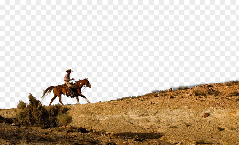 Cowboy Horse Waggoner Ranch Cattle PNG