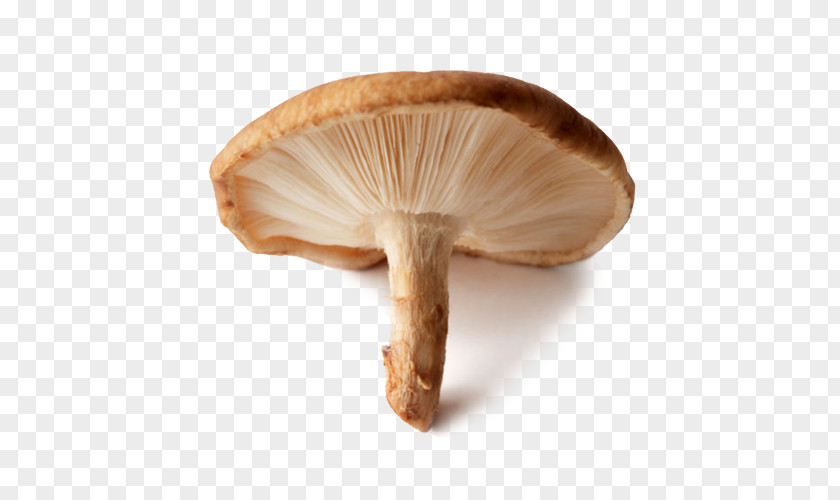 Shiitake Mushroom Pleurotus Eryngii Edible Common PNG