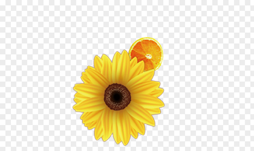 Sunflower Common Download PNG