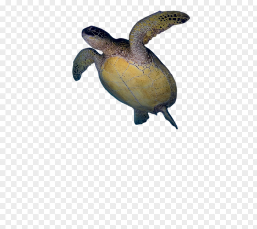 Turtle Loggerhead Sea Pond Turtles Tortoise PNG