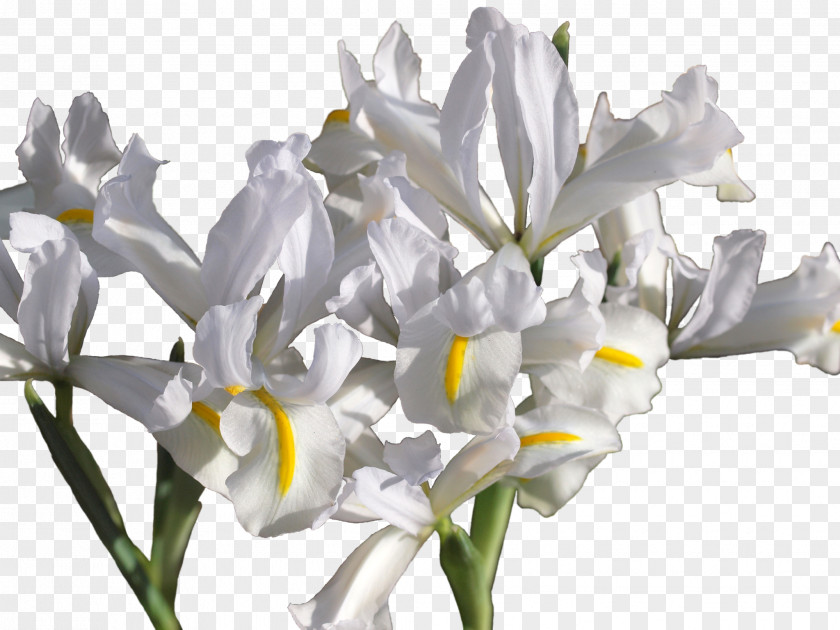 Caucasus Irises Netted Iris Reticulata Var. Bakeriana Cut Flowers Erge PNG