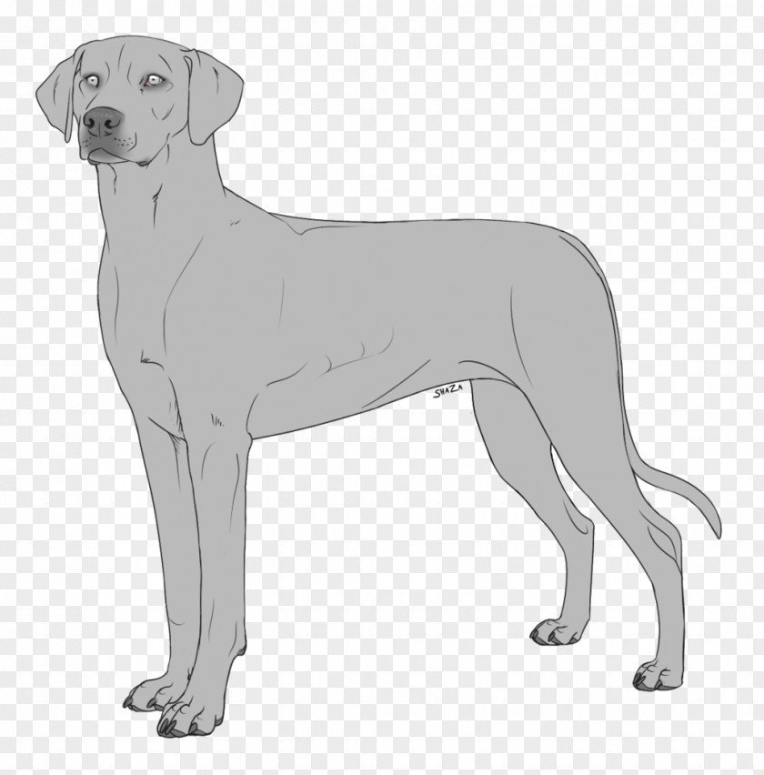 Money Saudi Labrador Retriever Great Dane Dog Breed Companion PNG