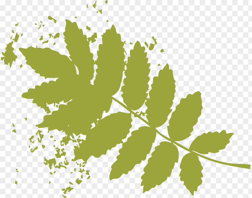 Plant Stem Leaf Flower Green Font PNG