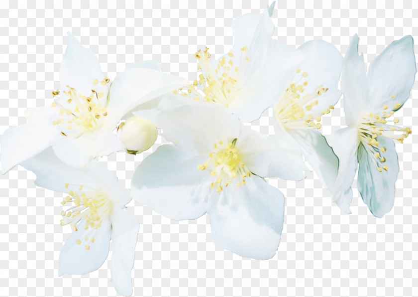 Blossom Amaryllis Belladonna Flowering Plant White Flower Petal PNG