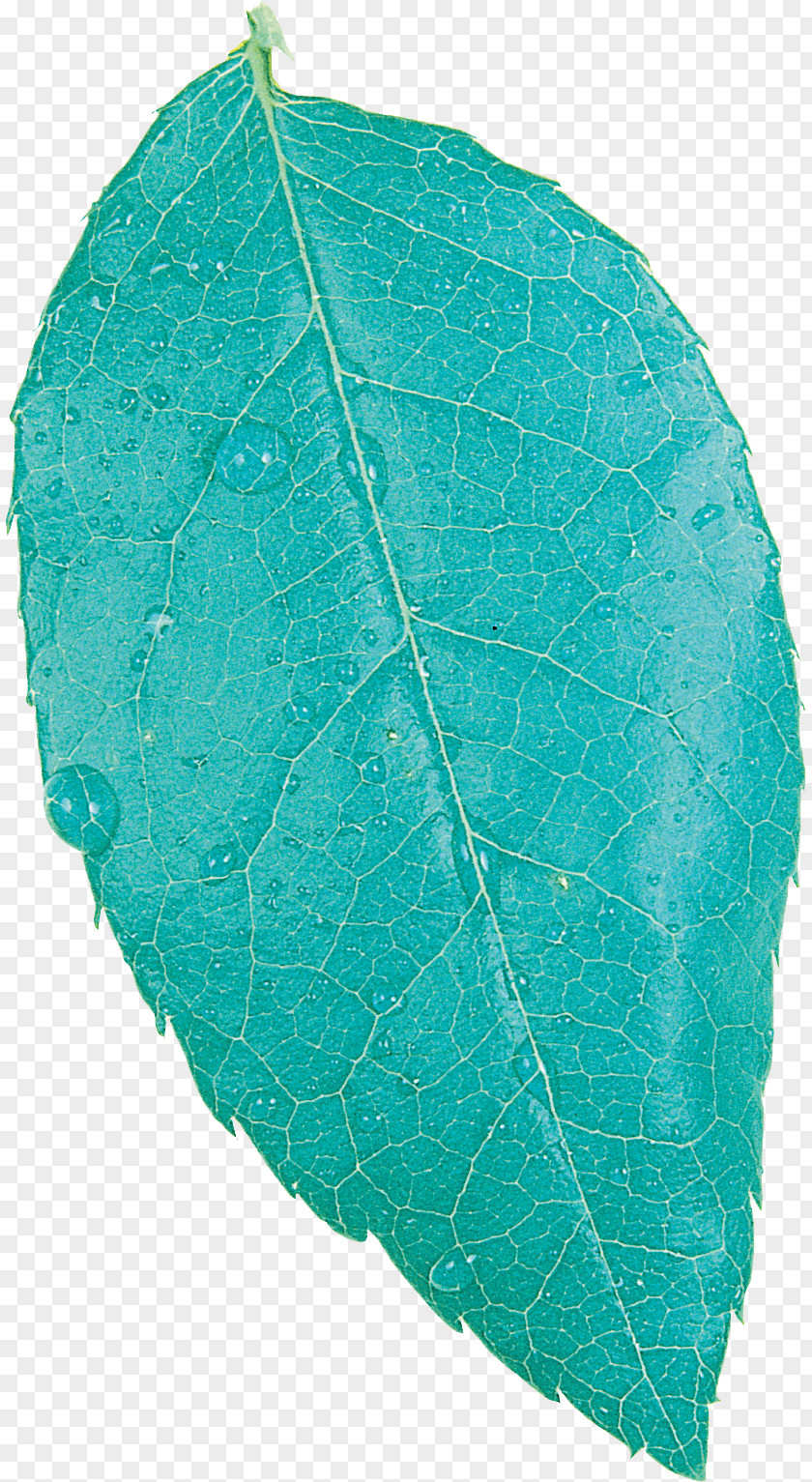 Leaf Autumn Color Plant Pathology Anatomy PNG