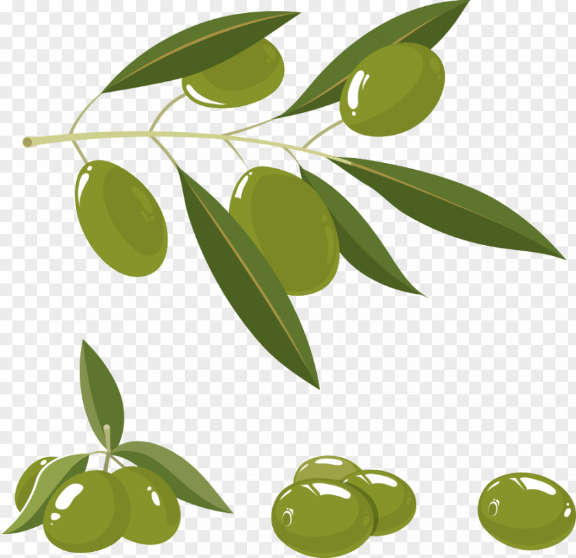Vector Olives Olive Oil Branch PNG