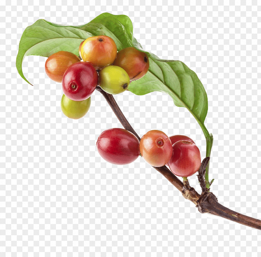 Coffee Kona Bean Arabica Brewed PNG