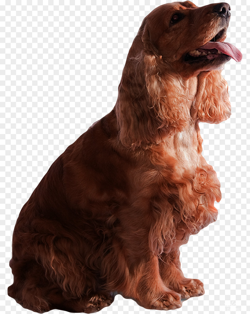 Animal Collection Field Spaniel American Cocker Boykin English Water PNG