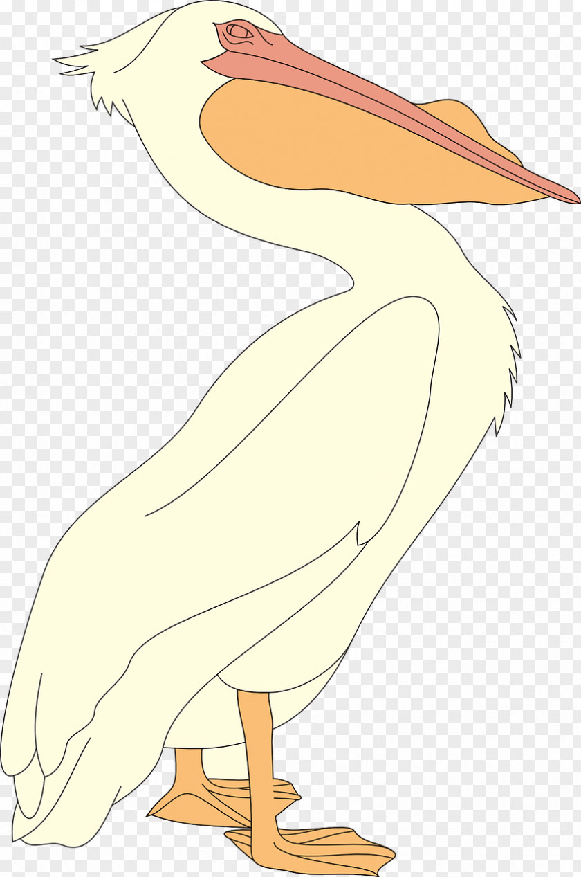 Animal Figure Wing Cartoon Bird PNG