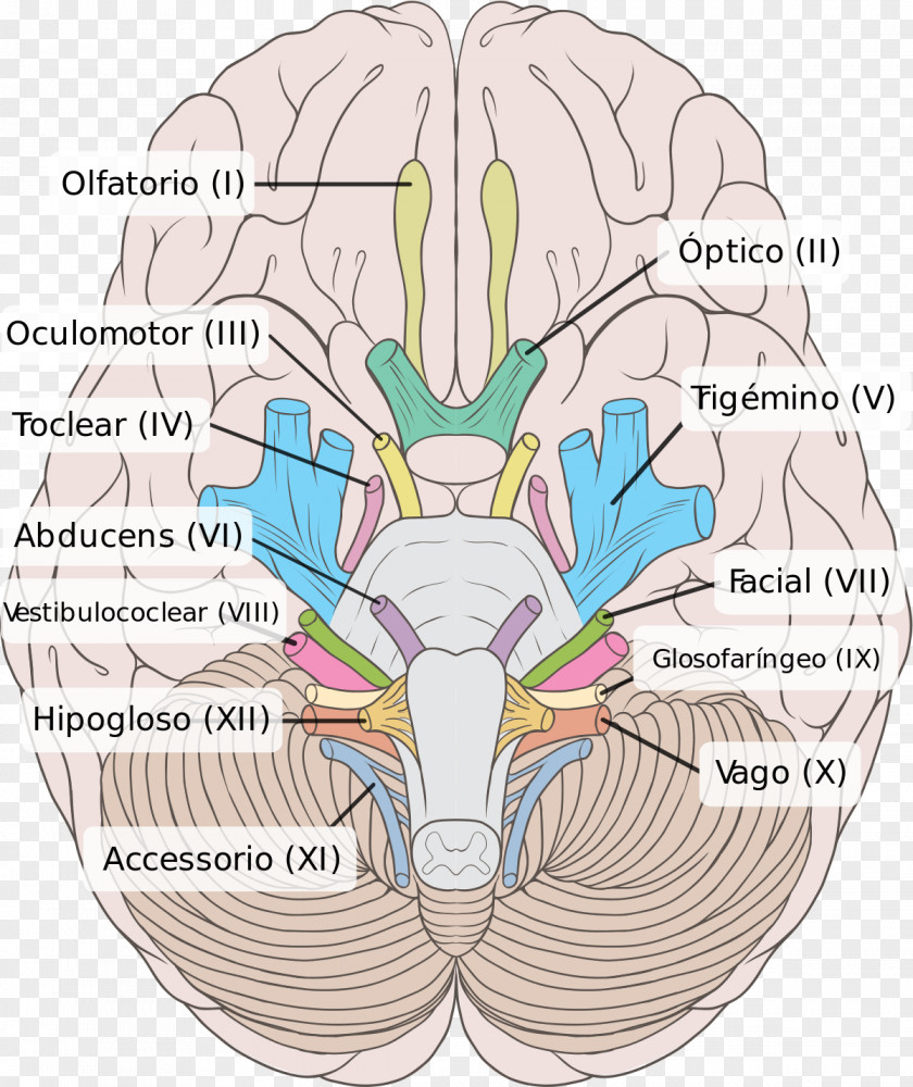 Brain Cranial Nerves Oculomotor Nerve Vestibulocochlear Brainstem PNG