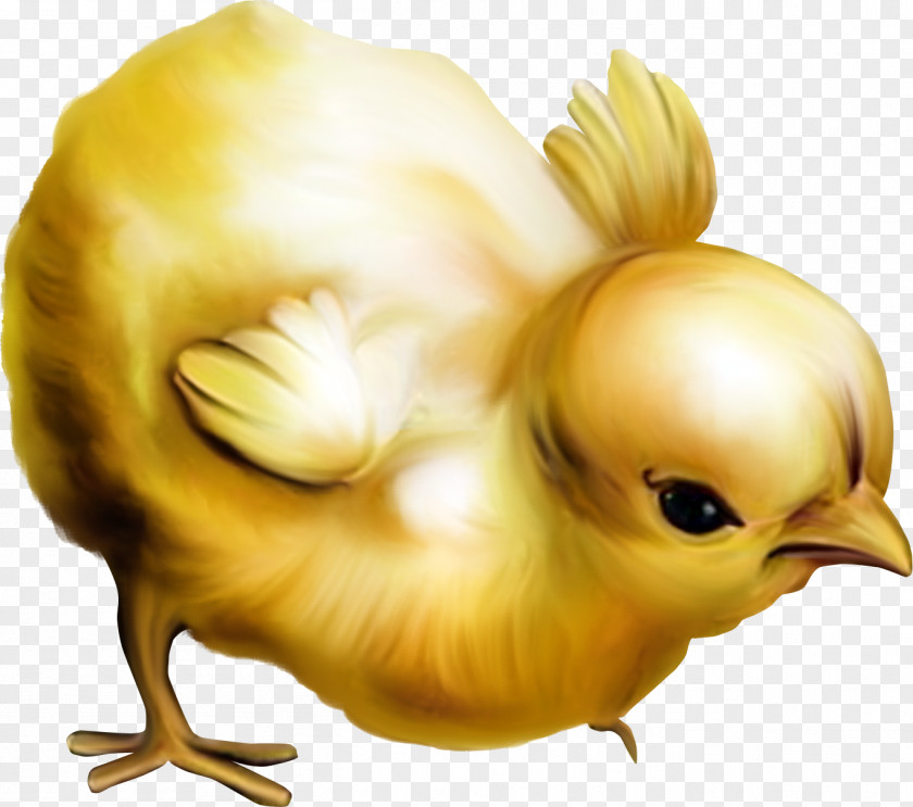 Chick Chicken Easter Clip Art PNG