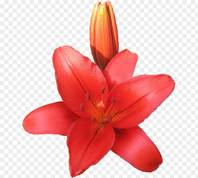 Cut Flowers Petal Lily M PNG