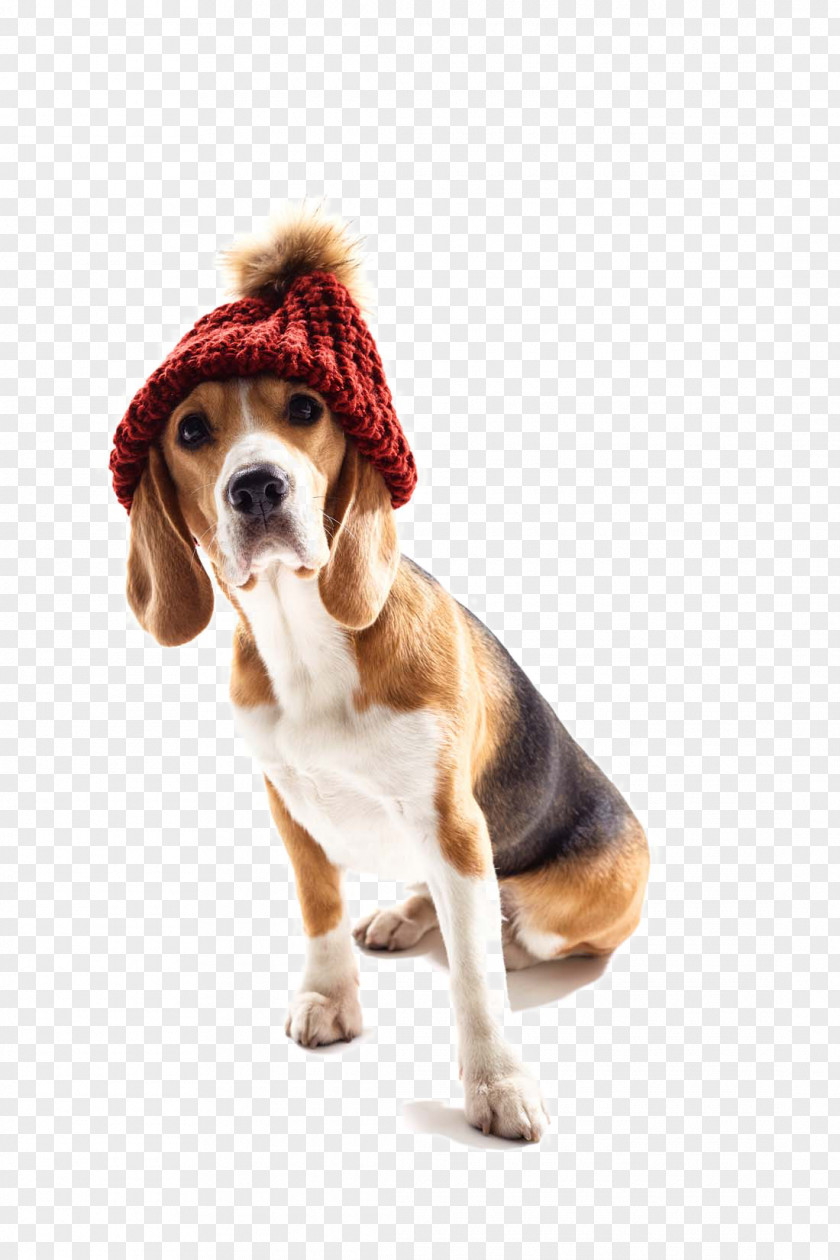 Cute Dog S PNG dog s clipart PNG