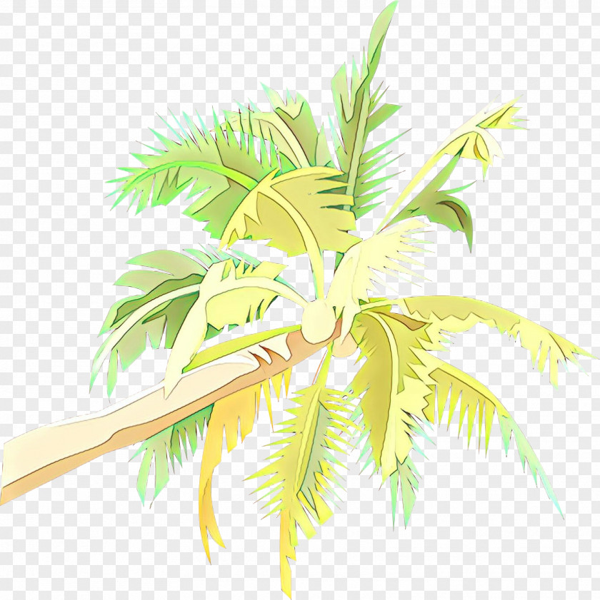 Terrestrial Plant Elaeis Palm Tree PNG