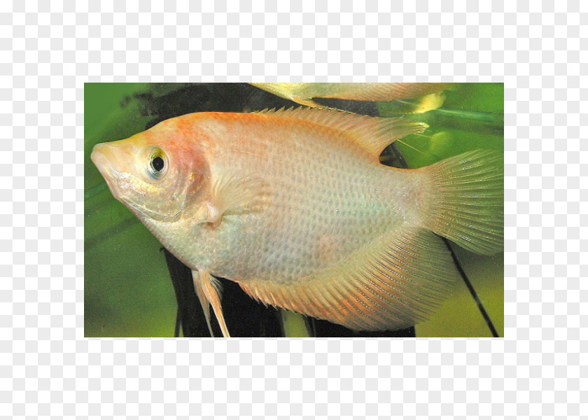 Tilapia Giant Gourami Aquariums PNG