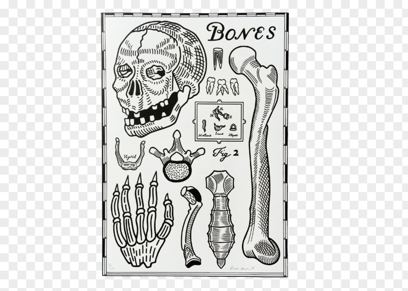 Bones Prints Homo Sapiens Visual Arts Human Behavior Sketch PNG