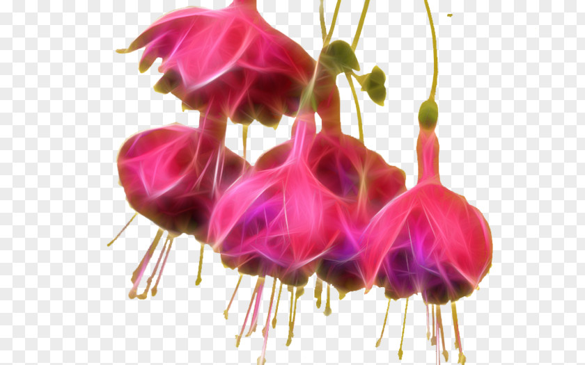 Borage Gamma Linolenic Fuchsia Clip Art Plants Pinkladies PNG