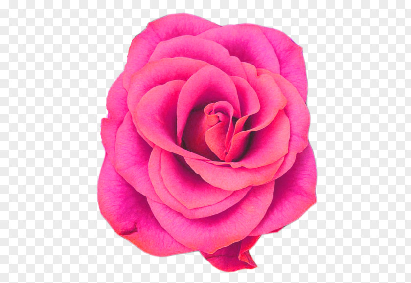Huaxia Moon Beauty Facebook Rose Flower Blog PNG
