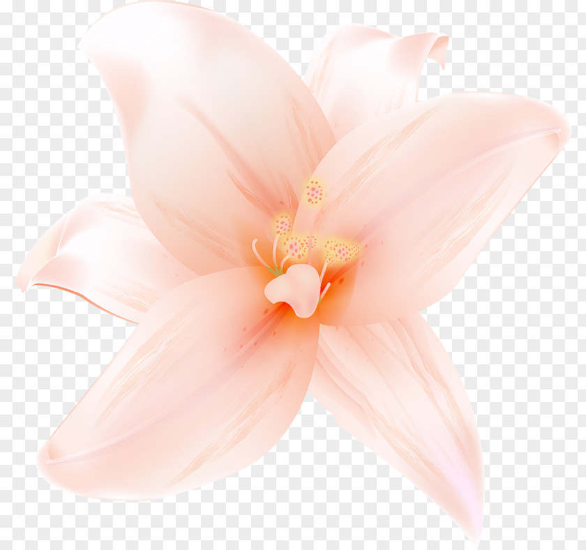 Large Orange Lilium Clipart Petal Flowering Plant PNG