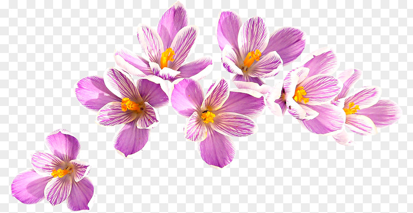 Pink Crocus Flavus Flower Clip Art PNG