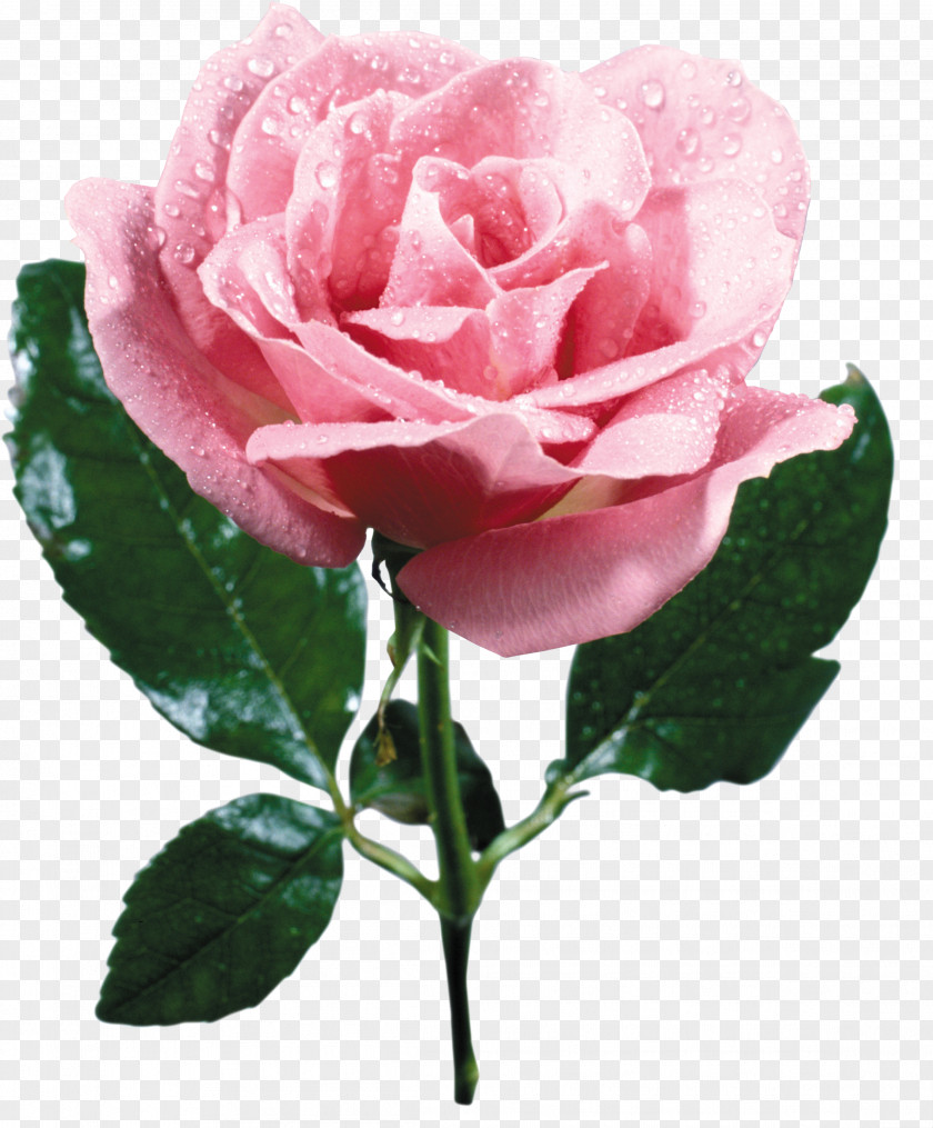 Pink Rose Flower Bouquet PNG
