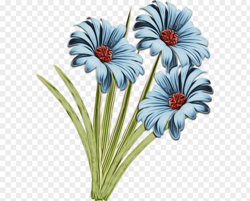 Transvaal Daisy Cut Flowers Flower Petal Plant PNG