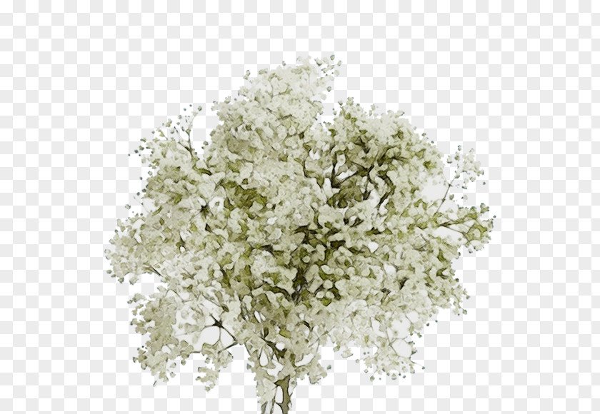 Branch Bouquet Tree Flower Plant Cut Flowers Woody PNG
