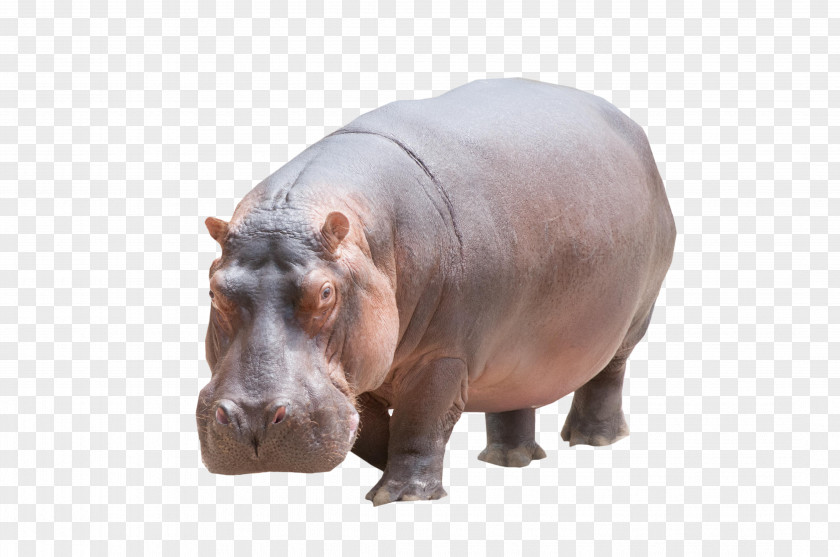 Hippo Hippopotamus Rhinoceros PNG
