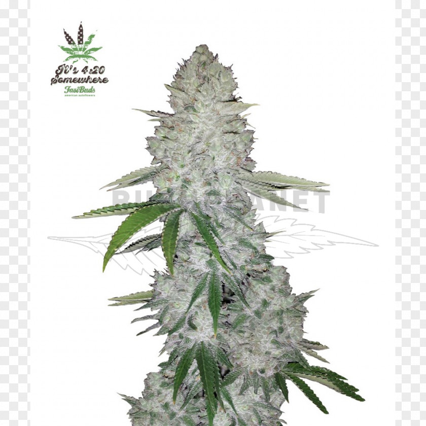 Cannabis Gorilla Glue Autoflowering Sativa Seed PNG