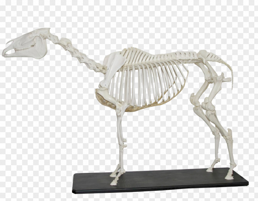Skeleton Anatomy Friesian Horse Anatomi På Hest Og Storfe Gallop PNG