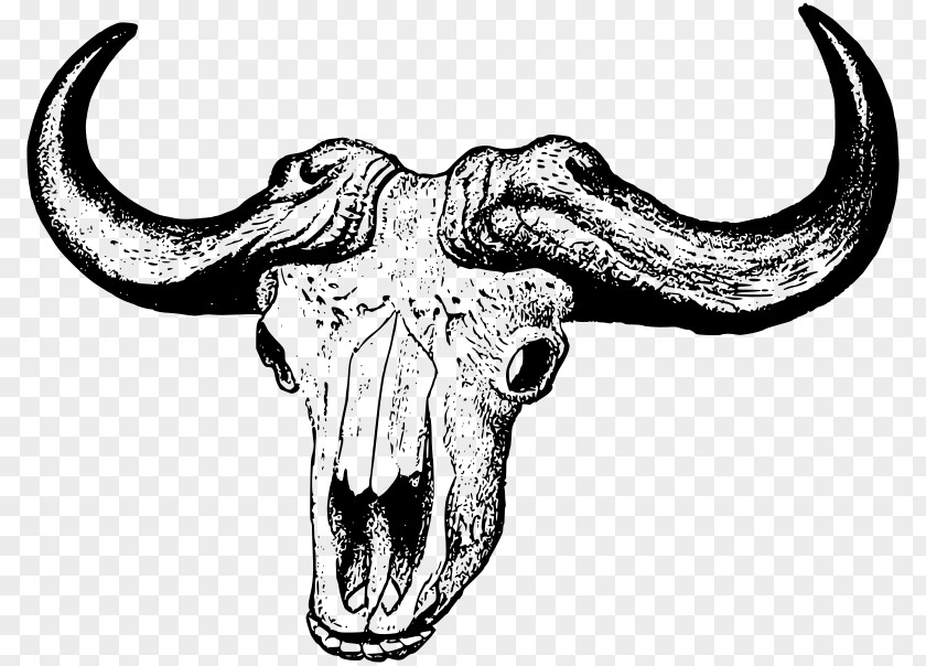 Buffalo Skull Clip Art PNG