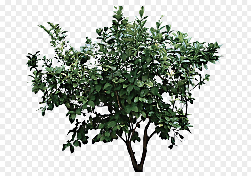 Flower Plant Tree Woody Branch PNG