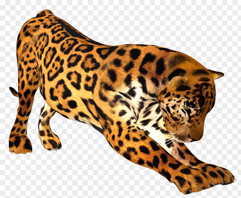 Leopard Felidae Tiger Lion Cheetah PNG