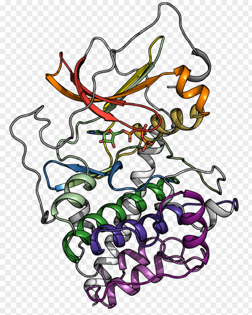 Pua Protein Kinase Phosphorylation Adenosine Triphosphate Threonine PNG
