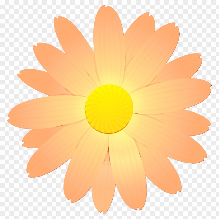 Sky Chamomile Orange PNG